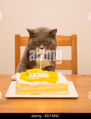 Grau Britisch Kurzhaar und einen Geburtstagskuchen Stockfoto