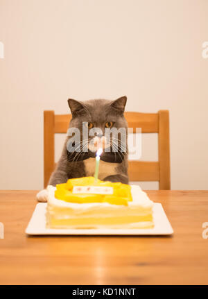 Grau Britisch Kurzhaar und einen Geburtstagskuchen Stockfoto