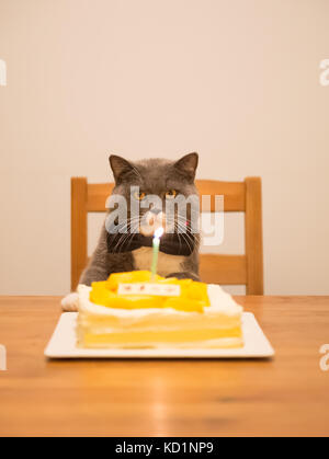 Grau Britisch Kurzhaar und einen Geburtstagskuchen Stockfoto