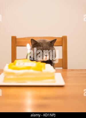 Grau Britisch Kurzhaar und einen Geburtstagskuchen Stockfoto