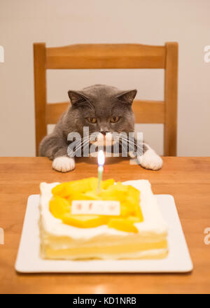 Grau Britisch Kurzhaar und einen Geburtstagskuchen Stockfoto