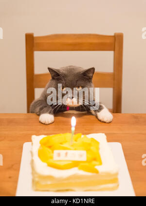 Grau Britisch Kurzhaar und einen Geburtstagskuchen Stockfoto