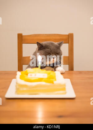 Grau Britisch Kurzhaar und einen Geburtstagskuchen Stockfoto