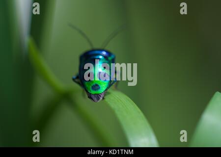 Makro einer Grün mit schwarzen Punkten Bug auf Gras. Stockfoto