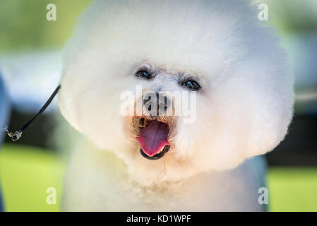 Ein kleiner Hund Bichon Frise mit einem weißen Mantel bereit für zeigen Stockfoto