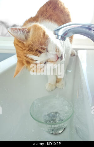 Hauskatze trinkt Wasser vom Hahn im Waschbecken. Gingercat oranges und weißes Katzentrinkwasser aus dem Hahn im Waschbecken. Stockfoto