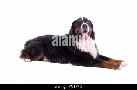 Berner Sennenhund vor weißem Hintergrund studio Stockfoto