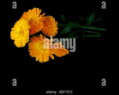 Topf Ringelblumen aka Ringelblume Blumen auf Schwarz. Stockfoto