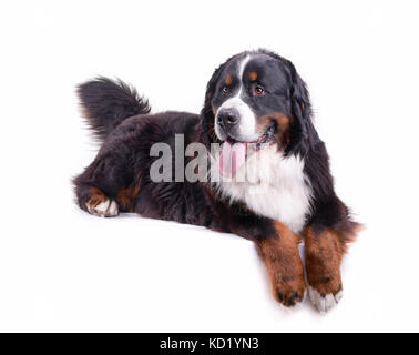 Berner Sennenhund vor weißem Hintergrund studio Stockfoto