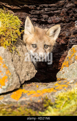 Red Fox kits Peering aus seiner Höhle in der Nähe von Bozeman, Montana, USA. Captive Tier. Stockfoto