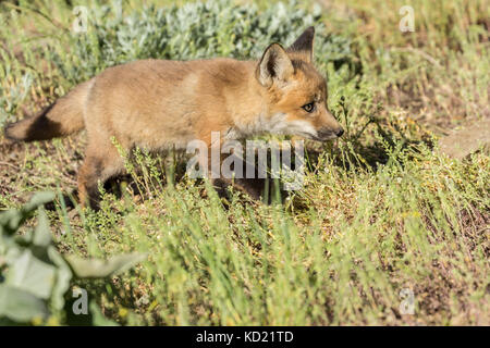 Red Fox Kits in der Nähe von Bozeman, Montana, USA. Captive Tier. Stockfoto