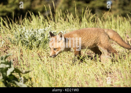 Red Fox kits erkunden die Wiese in der Nähe der Höhle, in der Nähe von Bozeman, Montana, USA. Captive Tier. Stockfoto