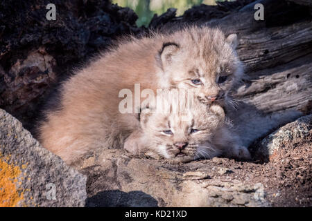 Zwei Kanada Lynx Kitten zusammen kuscheln warm zu halten, in der Nähe von Bozeman, Montana, USA. Captive Tier. Stockfoto