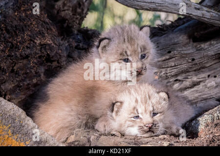 Zwei Kanada Lynx Kitten zusammen kuscheln warm zu halten, in der Nähe von Bozeman, Montana, USA. Captive Tier. Stockfoto