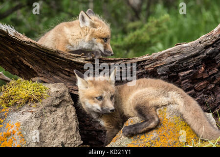 Zwei Red Fox Kits in der Nähe der Eingang in die Höhle, in der Nähe von Bozeman, Montana, USA. Captive Tier. Stockfoto