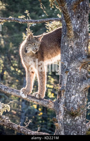 Nach Kanada Lynx klettern in einem Baum in der Nähe von Bozeman, Montana, USA. Captive Tier. Stockfoto