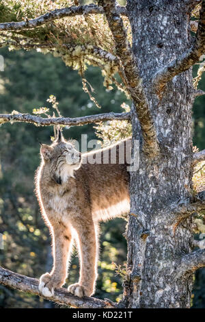 Nach Kanada Lynx klettern in einem Baum in der Nähe von Bozeman, Montana, USA. Captive Tier. Stockfoto