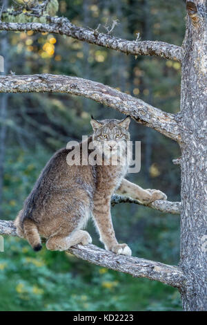 Nach Kanada Lynx klettern in einem Baum in der Nähe von Bozeman, Montana, USA. Captive Tier. Stockfoto