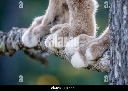 Nahaufnahme der Pfoten eines kanadischen Luchs in einem Baum in Bozeman, Montana, USA. Sie sind mit sehr dickem Fell und außergewöhnlich große Pfoten ausgestattet. Die r Stockfoto