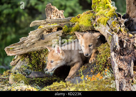 Zwei graue Wolf Welpen in Ihr den Eingang in der Nähe von Bozeman, Montana, USA. Captive Tier. Stockfoto