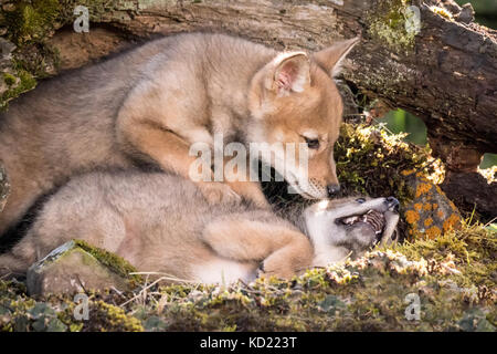 Zwei graue Wolf pups Wrestling in der Nähe von Bozeman, Montana, USA. Captive Tier. Stockfoto