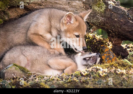 Zwei graue Wolf pups Wrestling in der Nähe von Bozeman, Montana, USA. Captive Tier. Stockfoto