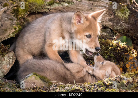 Zwei graue Wolf pups Wrestling in der Nähe von Bozeman, Montana, USA. Captive Tier. Stockfoto