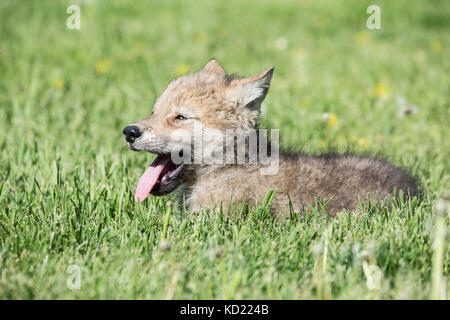 Grauer Wolf pup keuchend aus an einem heißen Tag, in der Nähe von Bozeman, Montana, USA zu kühlen. Captive Tier. Stockfoto