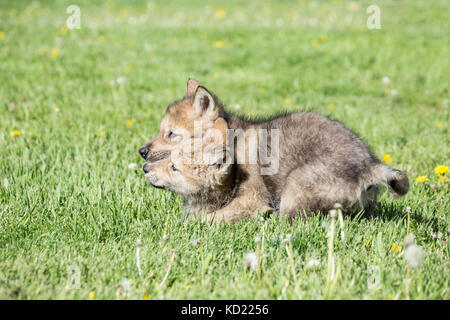 Grauer Wolf pup übt die Herrschaft über einen anderen, in der Nähe von Bozeman, Montana, USA. Captive Tier. Stockfoto