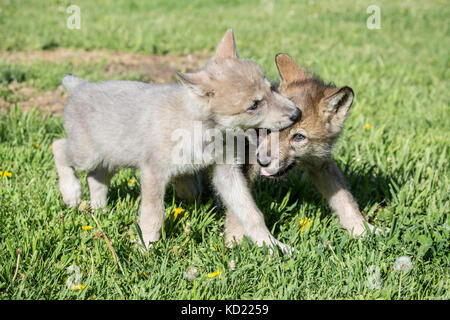 Zwei graue Wolf pups beißen, da sie auf einer Wiese, in der Nähe von Bozeman, Montana, USA. Captive Tier. Stockfoto