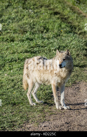 Nach Grauer Wolf stehen auf einer Wiese, in der Nähe von Bozeman, Montana, USA. Captive Tier. Stockfoto