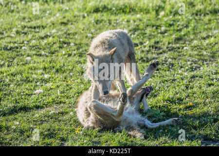 Zwei Erwachsene Graue Wölfe versuchen Dominanz zu etablieren, wie sie in einer Wiese zu kämpfen, in der Nähe von Bozeman, Montana, USA. Captive Tier. Stockfoto