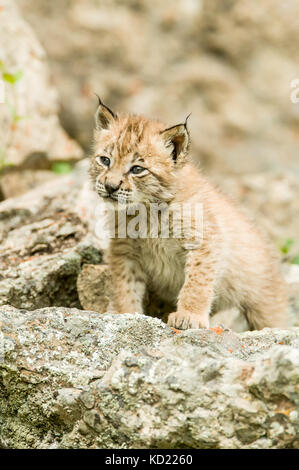 Sibirische Lynx kitten Klettern am Felsen in Bozeman, Montana, USA. Captive Tier. Bereich: Nord- und Zentralasien bis nach Sibirien. Sie haben zunächst Stockfoto