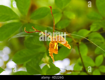 Butterfly orchid (psychopsis papilio) im Regenwald nördlichen Trinidad Stockfoto