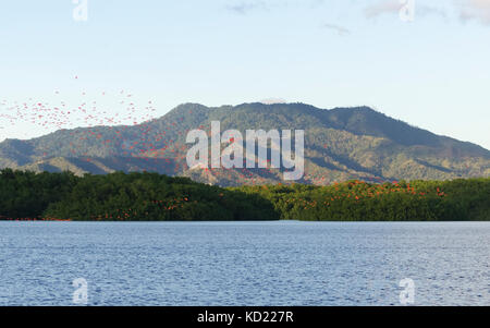 Große Schar von Scarlet Ibis (Eudocimus ruber), die in der Abendsonne im Caroni Bird Sanctuary in Trinidad landen. Stockfoto