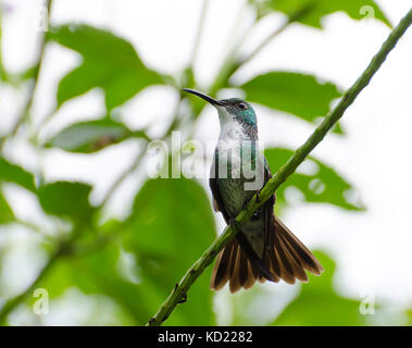 White-chested Emerald Kolibri (amazilia chionopectus chionopectus) auf einem vervain Niederlassung in nördlichen Trinidad mit Schwanz verteilt Stockfoto