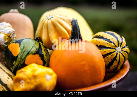 Frische bunte dekorative Kürbisse in eine hölzerne Schüssel. Herbstliche Farben, Thanksgiving Dekorationen. Stockfoto