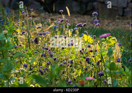 Purpletop Vervain (verbena Bonariensis). blühende Pflanzen in einem Cottage Garten. Der bradley Immobilien, Canton, MA Stockfoto