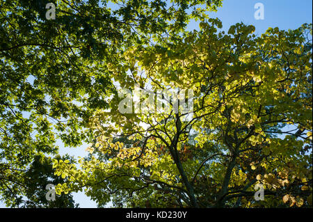 Sonne scheint durch die Bäume im frühen Herbst. Der bradley Immobilien, Canton, MA Stockfoto