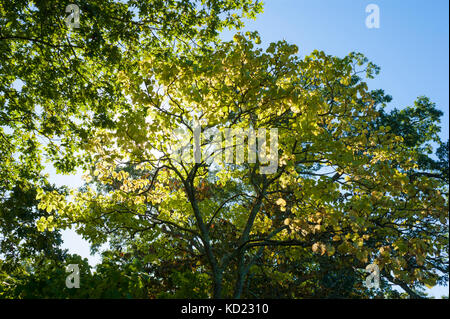 Sonne scheint durch die Bäume im frühen Herbst. Die Bradley Immobilien, Canton, MA Stockfoto