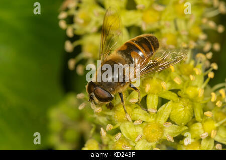 Konische Drohne Fliegen, Eristalis Pertinax, ein Hoverfly, Familie Syrphidae, Fütterung auf Efeu Blumen, Oktober. Monmouthshire Stockfoto