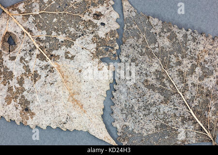 Herbstliches Laub auf grauem Hintergrund closeup Stockfoto