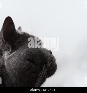 Fang von einem grauen kurzen Haaren britische Katze Nahaufnahme. Portrait im Profil Stockfoto