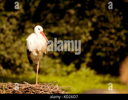 Ein Weißstorch steht auf einem Bein in der seinen Vogel Nest Stockfoto