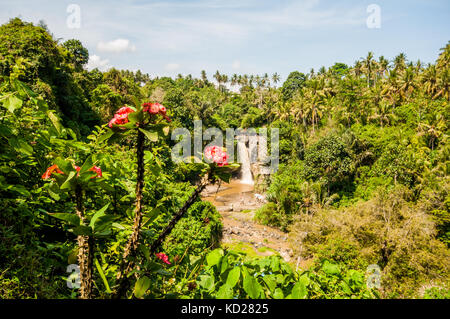 Nach oben tegenungan wasterfal in der Nähe von Ubud, gianyar, Bali, Indonesien Stockfoto