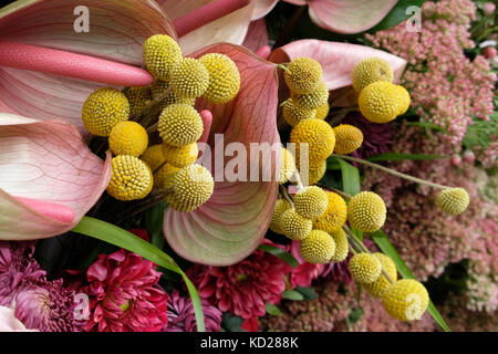 Gelbe craspedia Blumen (auch bekannt als Billy Tasten oder woollyheads), zusammen mit rosa Rosen, Anthurium, Chrysantheme und sedum Blumen. Stockfoto