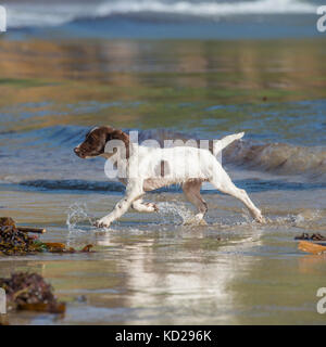 English Springer Spaniel Welpen am Strand Stockfoto