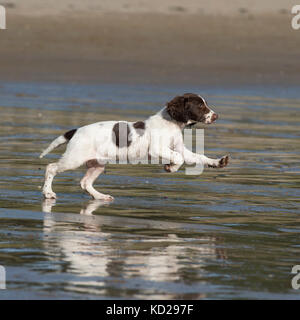 English Springer Spaniel Welpen am Strand Stockfoto