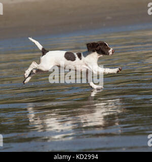 English Springer Spaniel Welpen am Strand Stockfoto