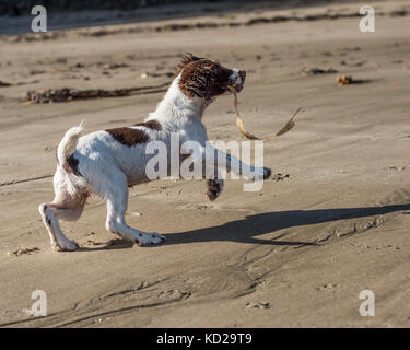 Springer Spaniel Welpen laufen am Strand Stockfoto